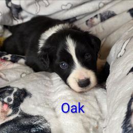 Oak - Black and white male Border Collie puppy in Gaffney, South Carolina from On the Lamb