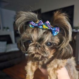 Kora - Shih Tzu