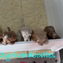 Goldendoodle Puppies from Salty River Doodles