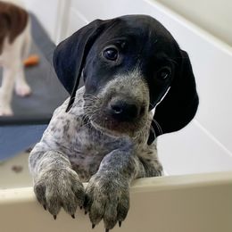 Saint Annie - Black and white female German Shorthaired Pointer puppy in Hot Springs, Virginia from Thunder Mountain Gun Dogs
