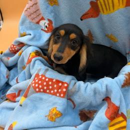 Richy - Black and tan male Dachshund puppy in Gavilan Hills, California from Bacchanal Kennel/Ranch
