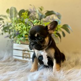 French Bulldog Puppies from Shining K Ranch