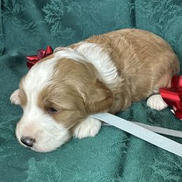 Boy 2 - male Bernedoodle puppy in Cody, Wyoming from Yellowstone Breeders