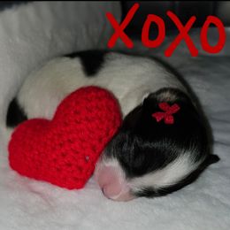 Papillon Puppies from Finale Farm Papillons