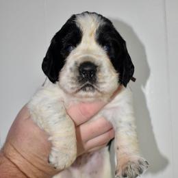 Kristoff - Black and white male English Springer Spaniel puppy in Chapmansboro, Tennessee from Balthrop Bend Farms