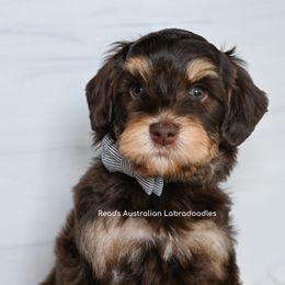 Australian Labradoodles from Read's Australian Labradoodles