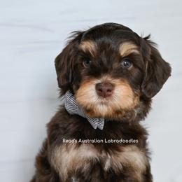 Australian Labradoodles from Read's Australian Labradoodles