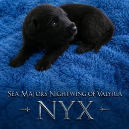 Sea Majors Nightwing of Valyria - Black male Belgian Sheepdog puppy in Virginia Beach, Virginia from Sea Major Belgians