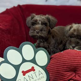 Miniature Schnauzer Puppies from Hampton's Miniature Schnauzers