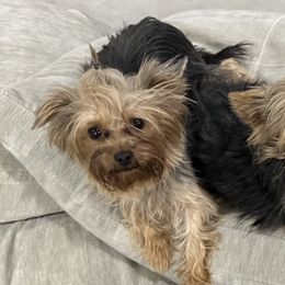 Yorkshire Terriers from Covington's Yorkshire Terriers