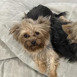 Yorkshire Terriers from Covington's Yorkshire Terriers