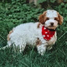 Ozzie - Parti male Goldendoodle puppy in Austin, Texas from Cedarcrest Goldendoodles