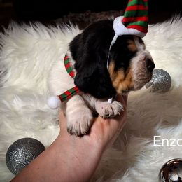 Enzo - Black brown and white male Basset Hound puppy in Mack's Creek, Missouri from Mack's Creek Basset Hounds