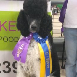 Harvey Dent - Poodle