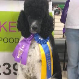 Harvey Dent - Poodle