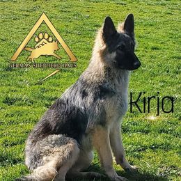Kirja - German Shepherd
