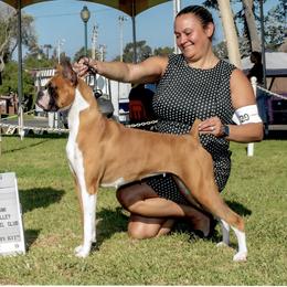 Cardi - Boxer