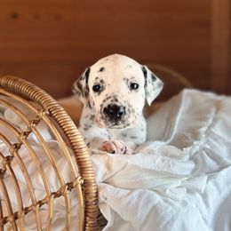 Male picking spot 2 - White and black male Dalmatian puppy in Hawkins, Texas from Snow Dalmatians