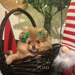 Heidi - Chocolate sable female Pomeranian puppy in Eastover, North Carolina from Tea-Cake Pomeranians of The Carolinas
