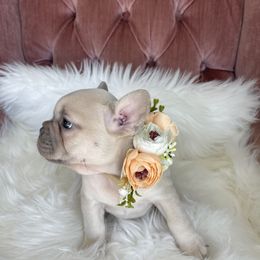 Madeline - French Bulldog puppy in Petaluma, California from Luma Frenchies