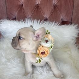 Madeline - French Bulldog puppy in Petaluma, California from Luma Frenchies