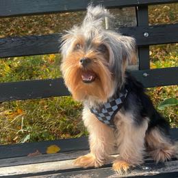 Poppa Bear - Yorkshire Terrier