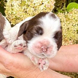 Brown parti girl 1 - Brown and white female Cocker Spaniel puppy in Oregon from Doc's Cockers