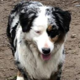 Australian Shepherds from Maverick’s Country Aussies