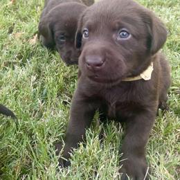 Golden Retriever and Labrador Retriever Puppies from All Around Retrievers