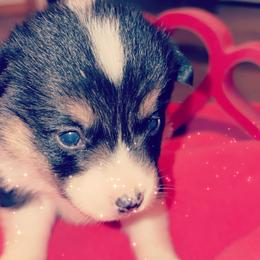 American Corgi Puppies from Highland corgis
