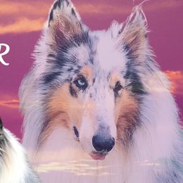 Thor - Collie