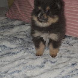 Déja rêvé - Blue and tan female Pomeranian puppy in Angleton, Texas from Pomeranian Palace, LLC