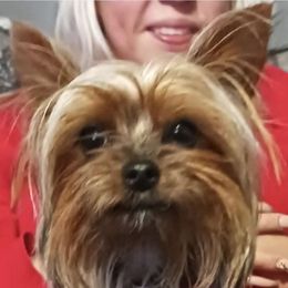Shadow - Yorkshire Terrier