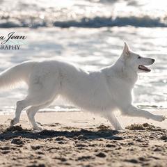 Berger Blanc Suisses from Supernova Swiss Shepherds