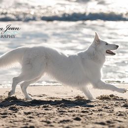 Berger Blanc Suisses from Supernova Swiss Shepherds