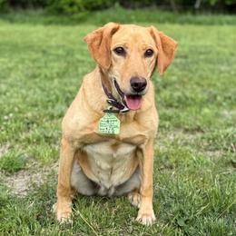 Chivas - Labrador Retriever