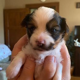 Little Boy Green - Parti male Yorkshire Terrier puppy in Racine, Wisconsin from Sweet Fur Babies