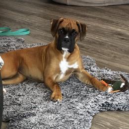Zeus - Boxer