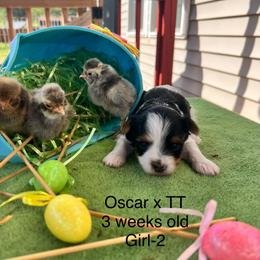 Girl 2 - Black tan and white female Biewer Terrier puppy in Chester, South Carolina from Classic Biewers