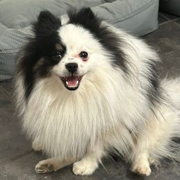 Ritz - Tri-colored male Pomeranian puppy in Douglas, Massachusetts from Country Oak Poms LLC