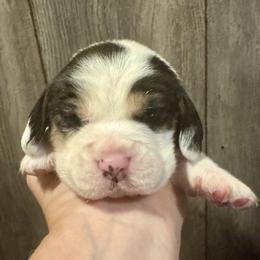 Rainbow Boy - Black white and tan male Beagle puppy in Viper, Kentucky from Mountain Top