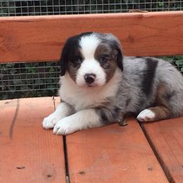 Dachshund and Miniature Australian Shepherd Puppies from Maverick Kennels