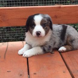 Dachshund and Miniature Australian Shepherd Puppies from Maverick Kennels