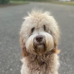 Assorted Doodle Crosses, Australian Labradoodle, Goldendoodle, and Newfoundland Puppies from Twin Sisters Doodles