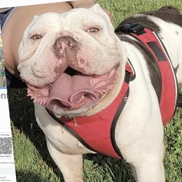 Jumba - Bulldog