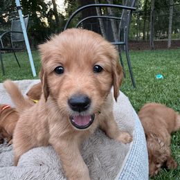 Boy Wonder - Green collar - Dark golden male Golden Retriever puppy in Aumsville, Oregon from Bigfoot Goldens AKC Registered Dark Red