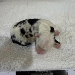 Jack - Blue merle male Miniature Australian Shepherd puppy in Oakland, Maryland from Yarborough Kennels