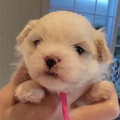 Miss Piggy - Cream female Shichon puppy in Kent, Washington from Mad Hatter Farm