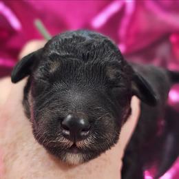 Fiyero - Blue and tan male Bedlington Terrier puppy in Rincon, Georgia from Prismic Bedlington Terriers