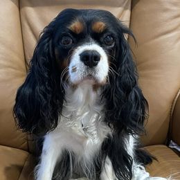Arya - Cavalier King Charles Spaniel